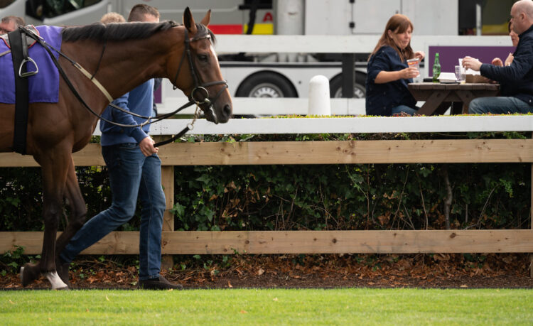 Willie Mullins bringing the big names to Leopardstown for the Dublin Festival this weekend