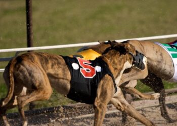 The 2020 National Greyhound Racing Awards – How to Watch!